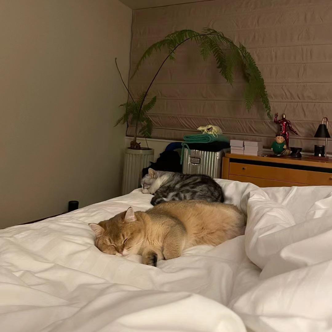 放射仿生迷因糖