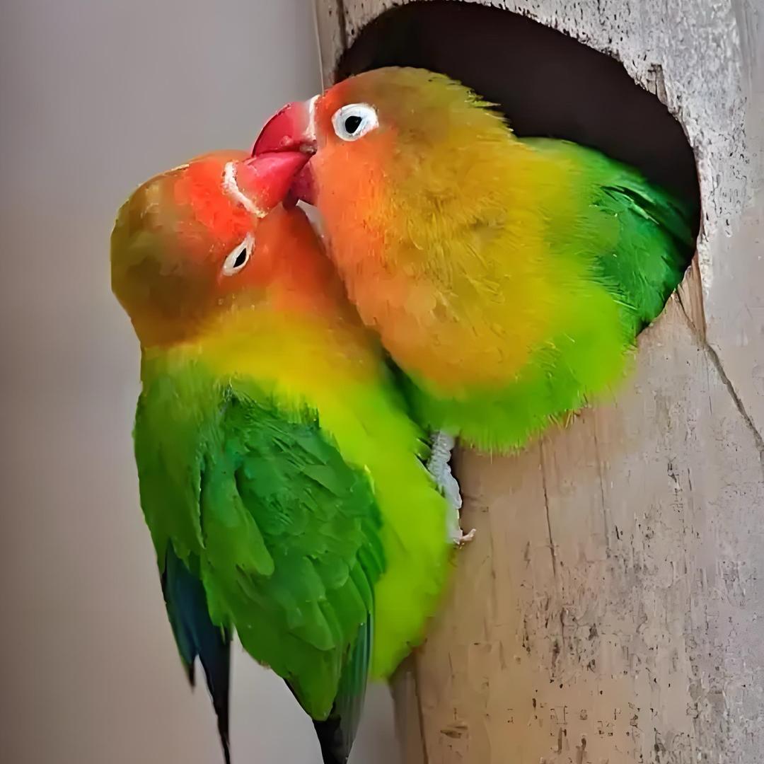 鑫烁．鹦鹉养殖