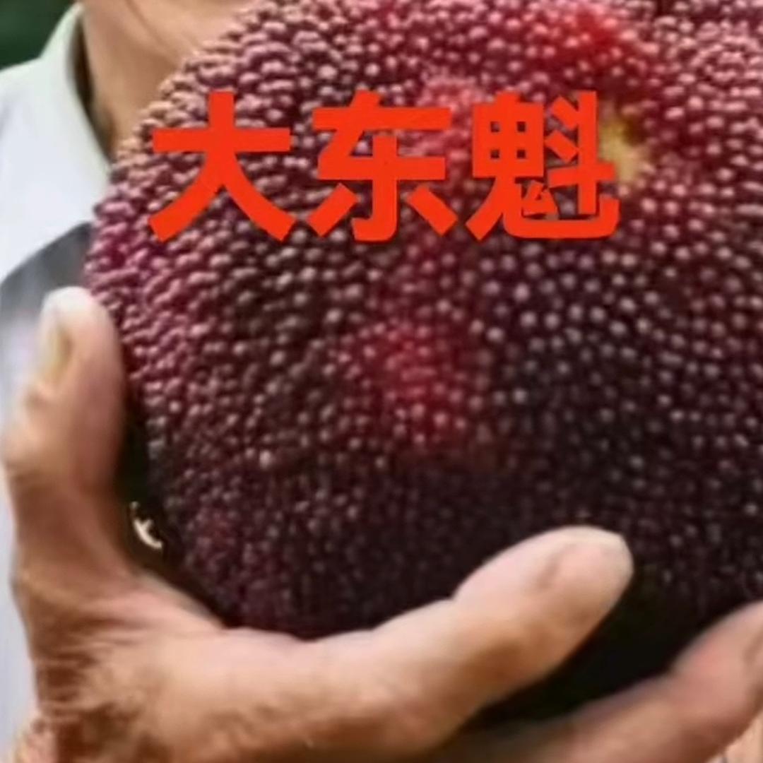 赛卡夹