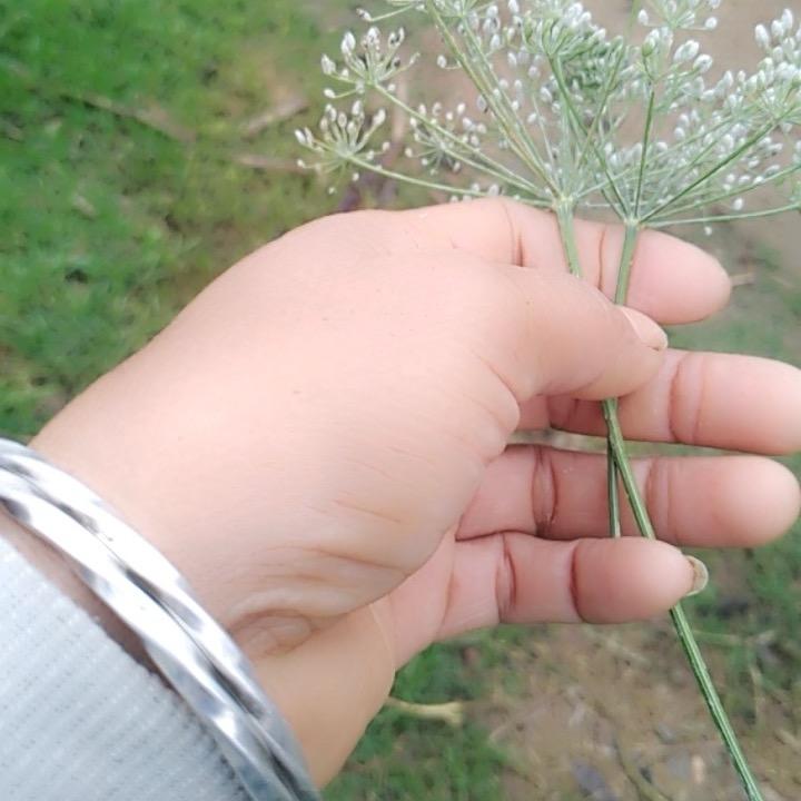 ☘️幸运草☘️