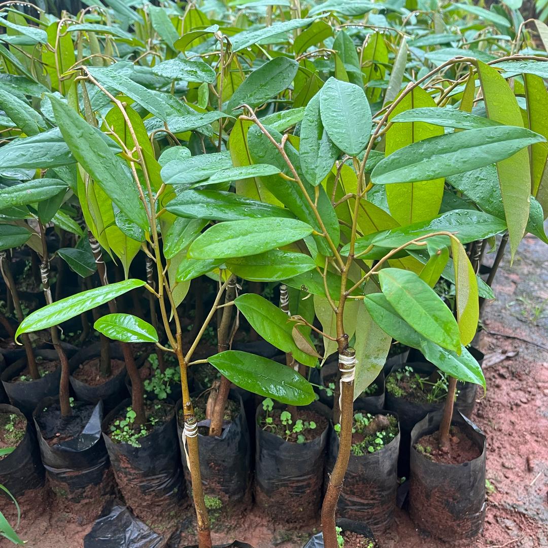 亿鑫绿植苗木