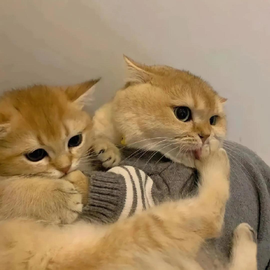 康康的小北🇨🇳