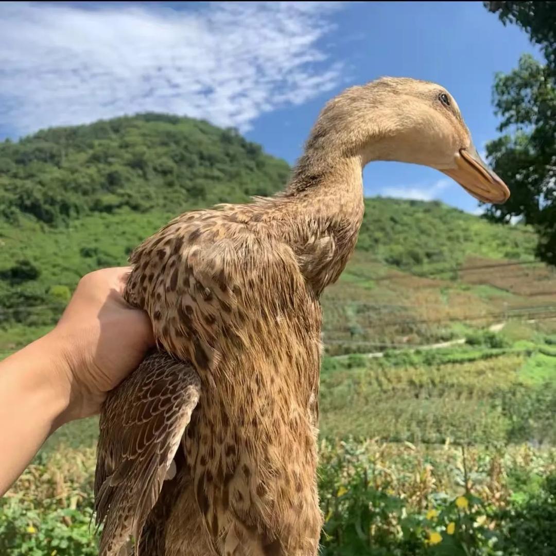 小小农场