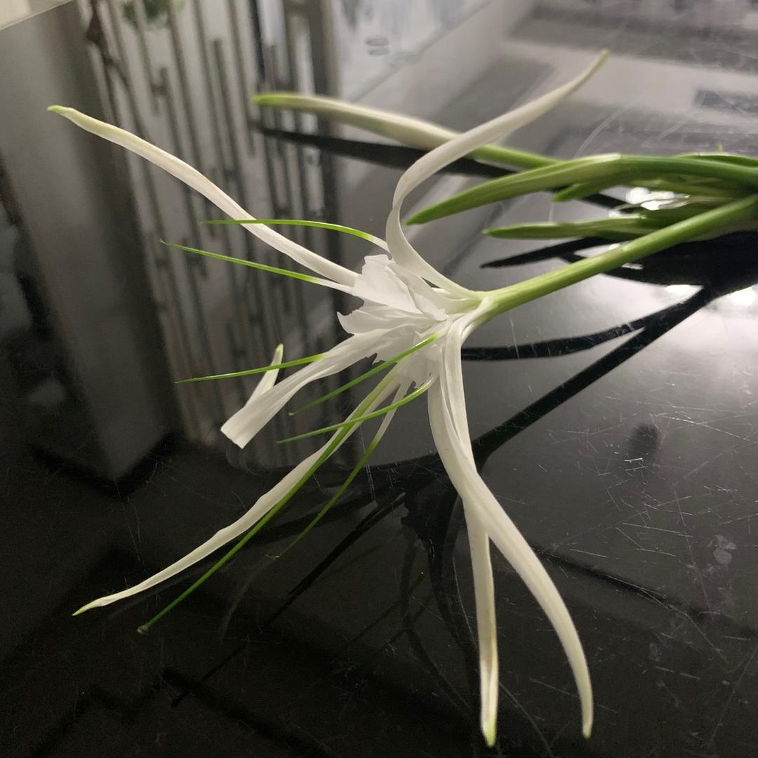 🌱．J O J O