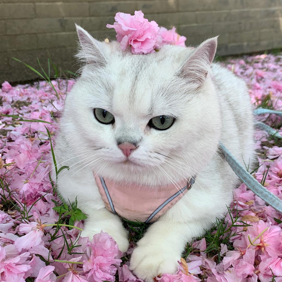 会飞的猫咪哈比