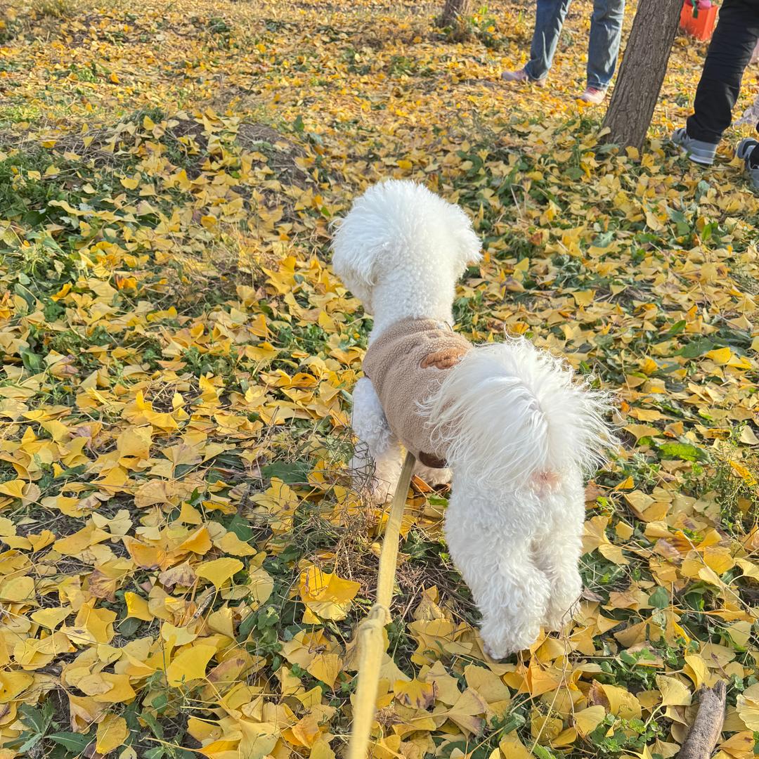 杨百万