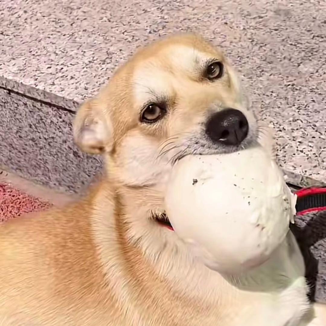 笨笨是小狗