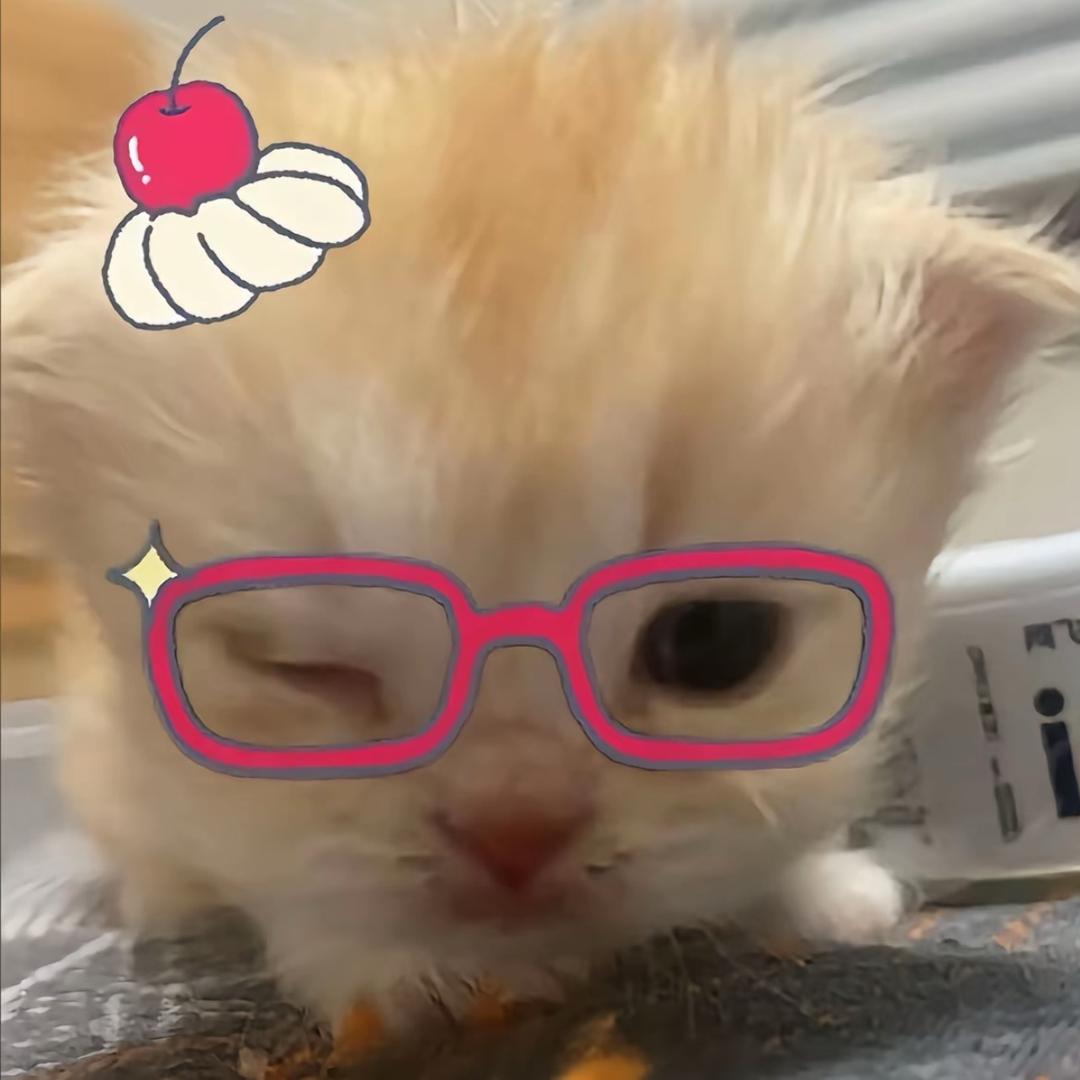 椰圆圆椰
