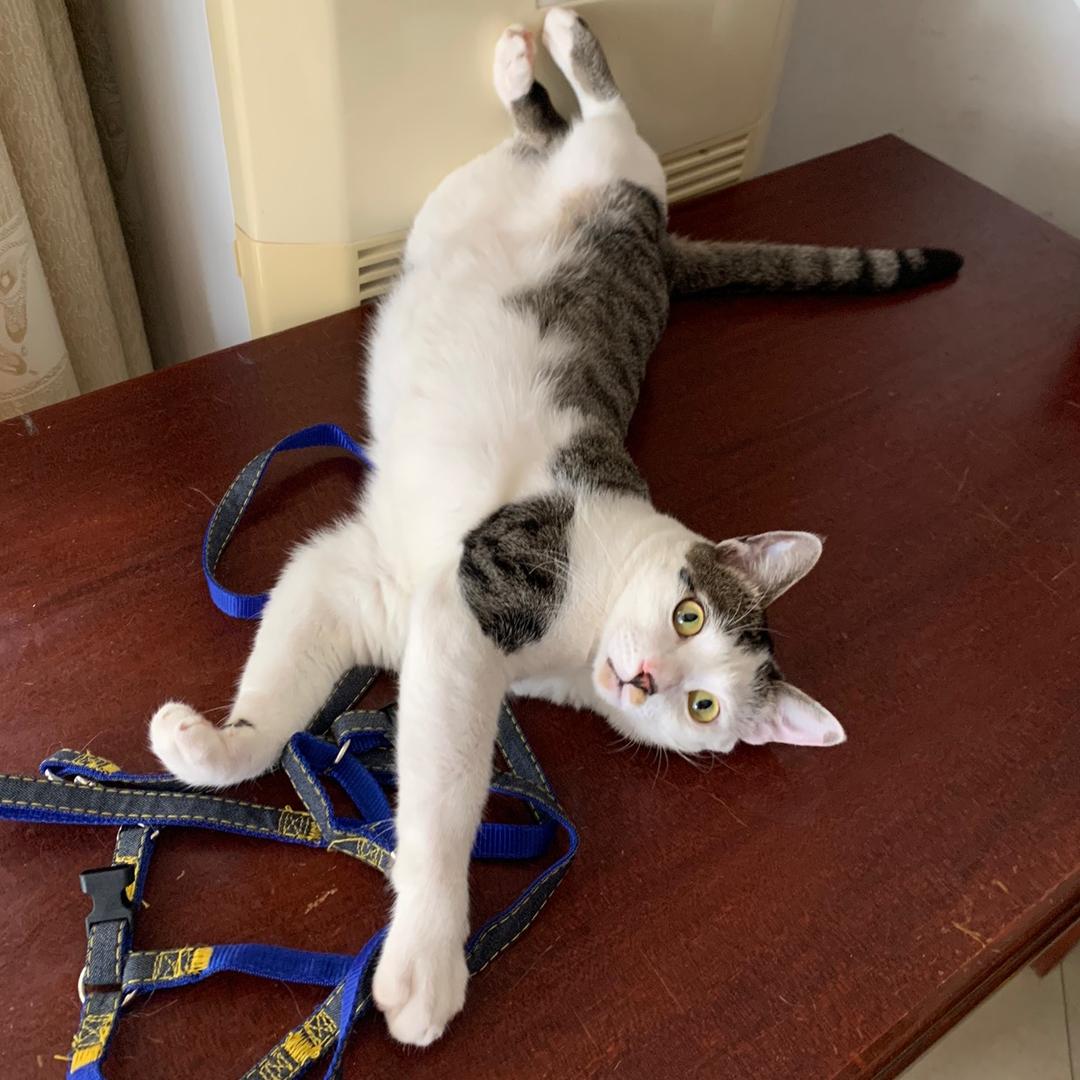 四眼仔(巴克什跑刀被猛攻队强迫当宠物版）