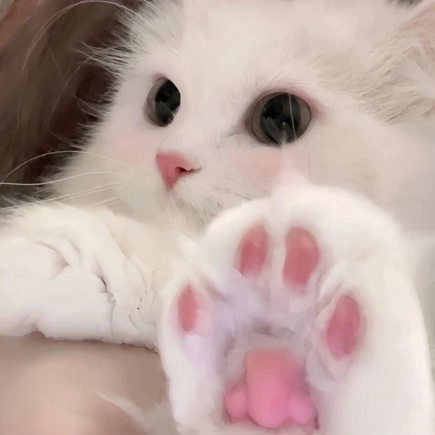 李清照.