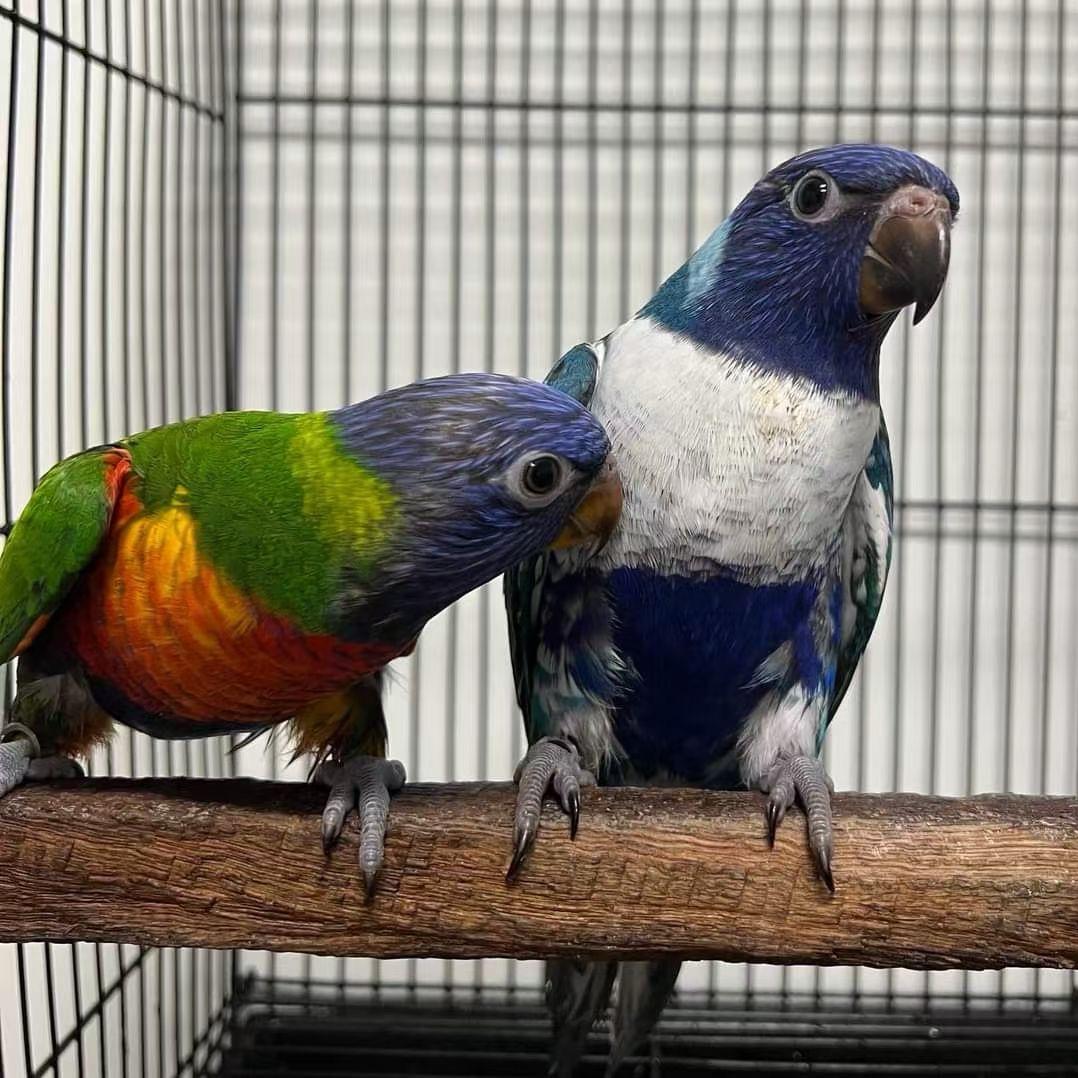 大彬爱鹦鹉🦜