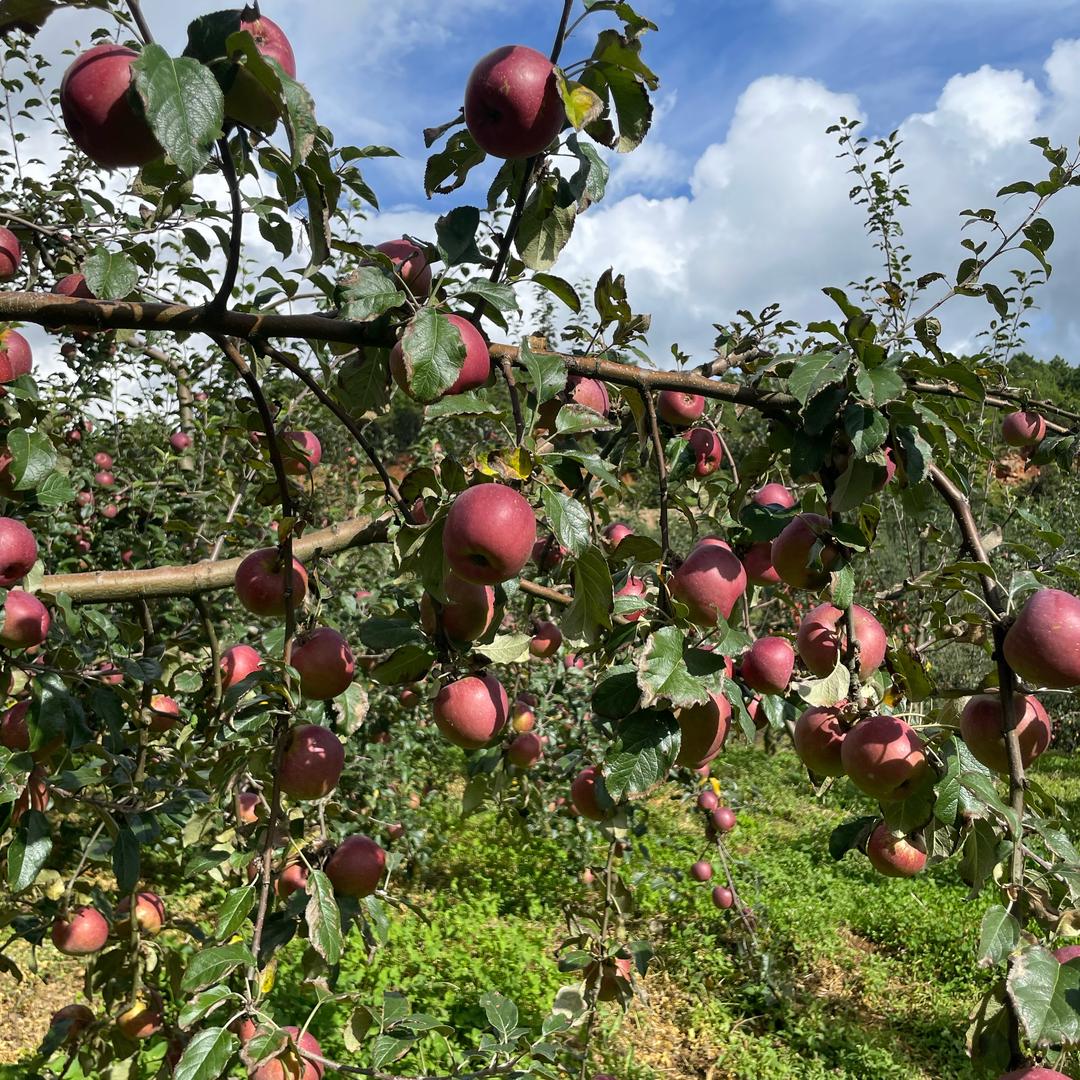 大理金元宝特产
