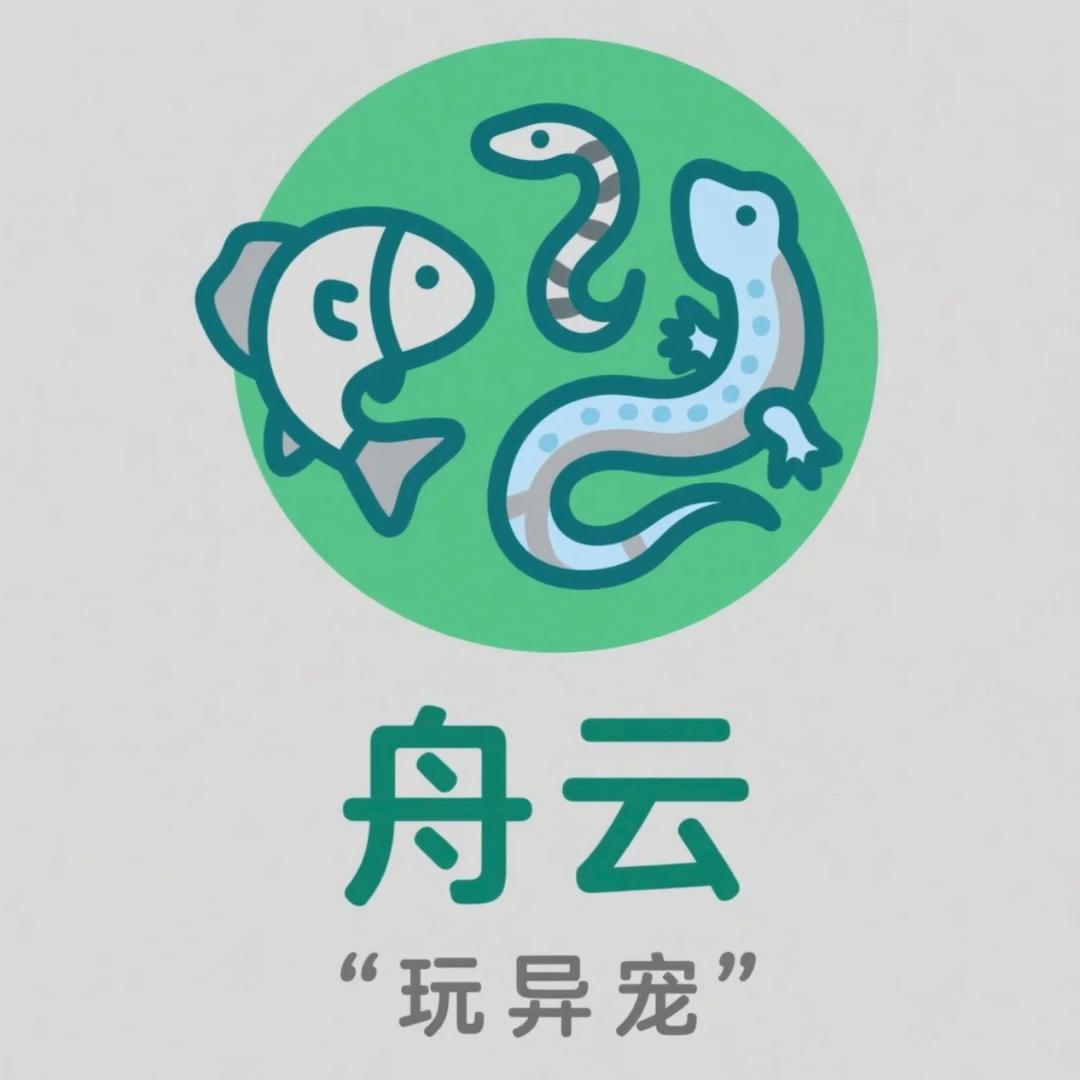 云舟玩异宠