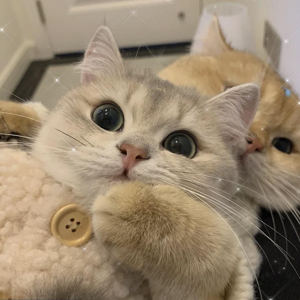 大红红蝴蝶公主