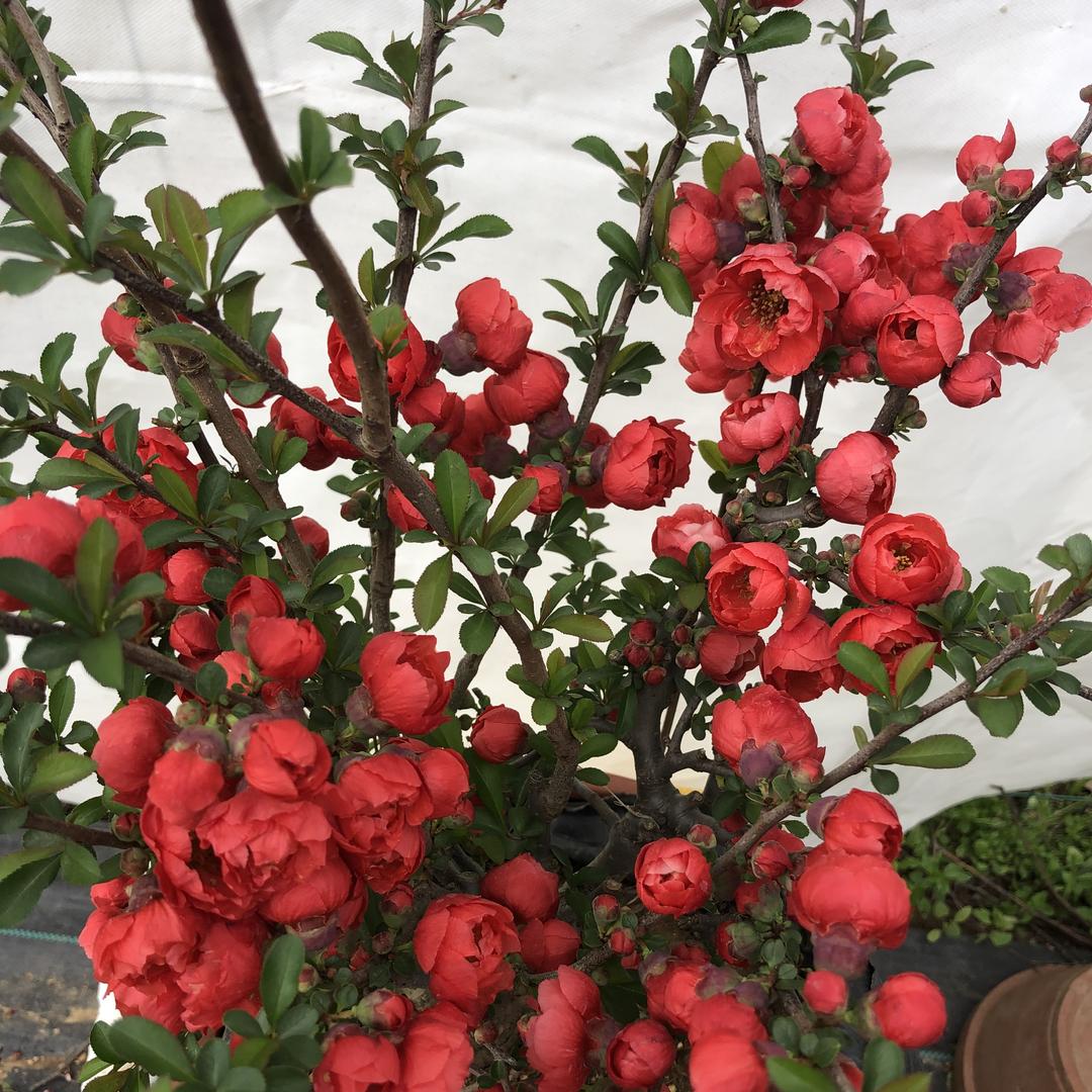 美絮源花卉中心