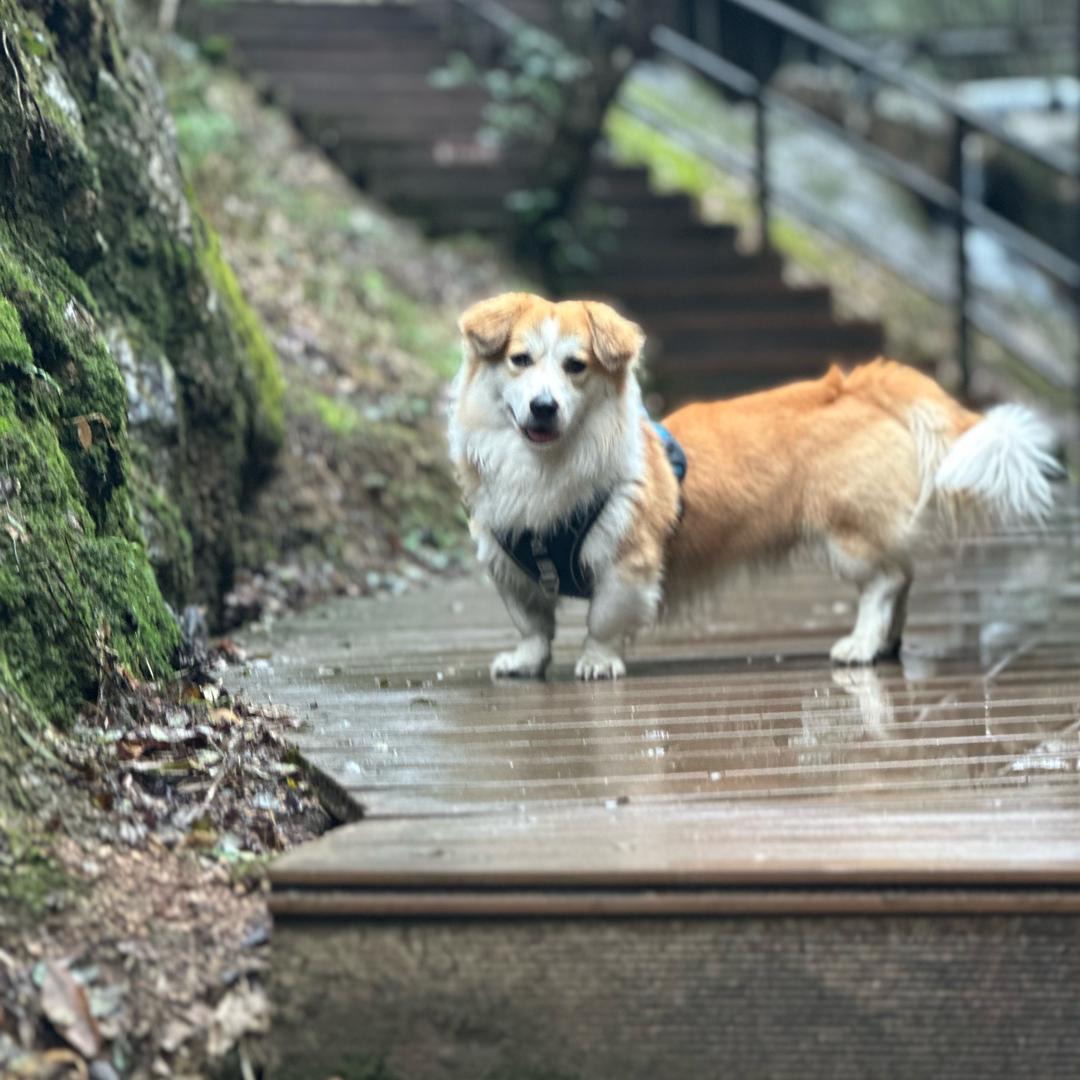 若木扶桑