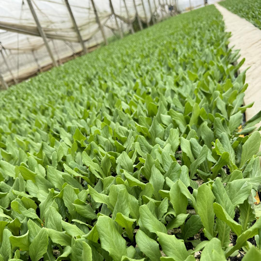 云南嘉林蔬菜育苗基地