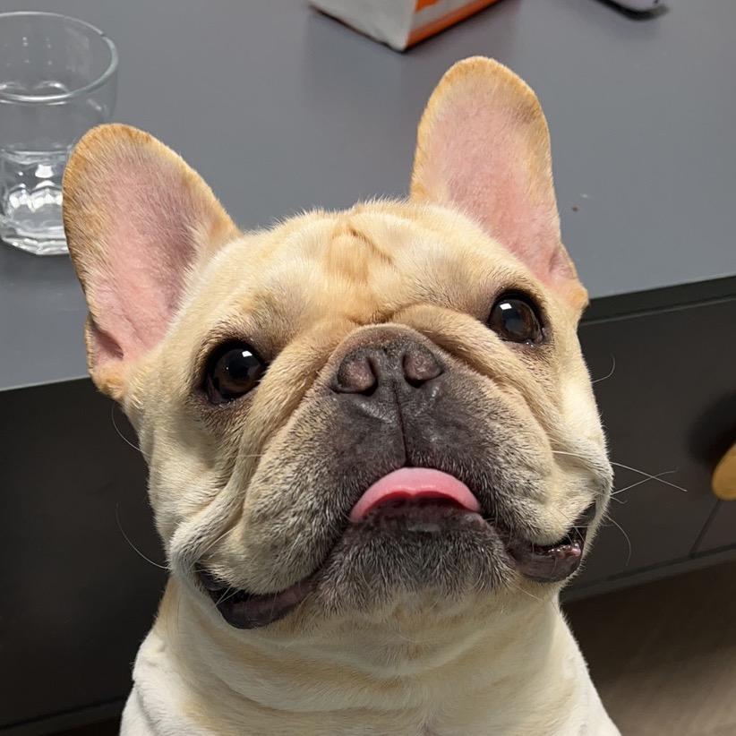 嗅嗅是只法猪猪🐷