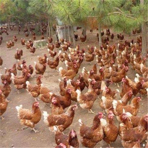 羽盛散养农场