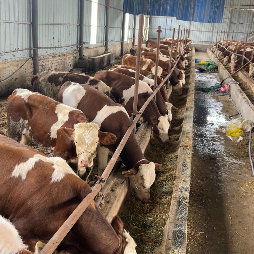 💕养᭄ꦻ牛⁵₂⁰妹