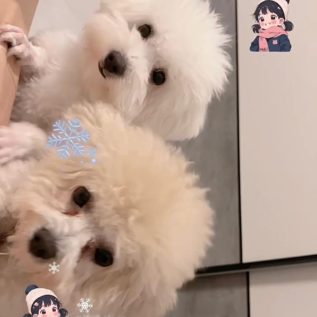 豆豆和丸子