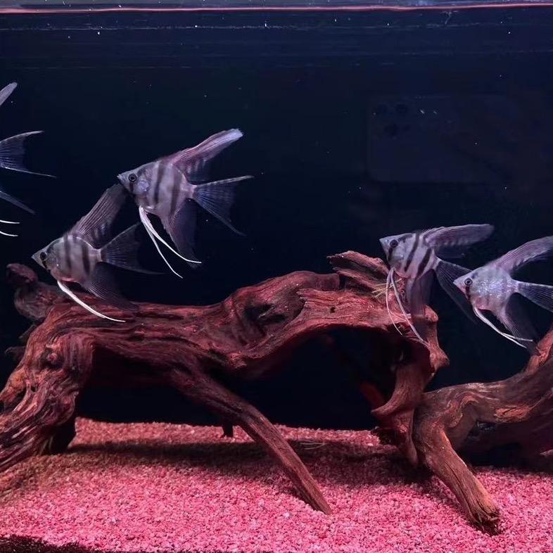 森森水族优选