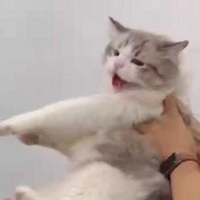 喵吉吉甄选