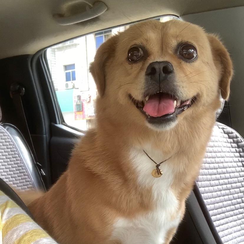 蛋黄🐶