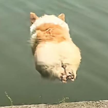 生气了蛙