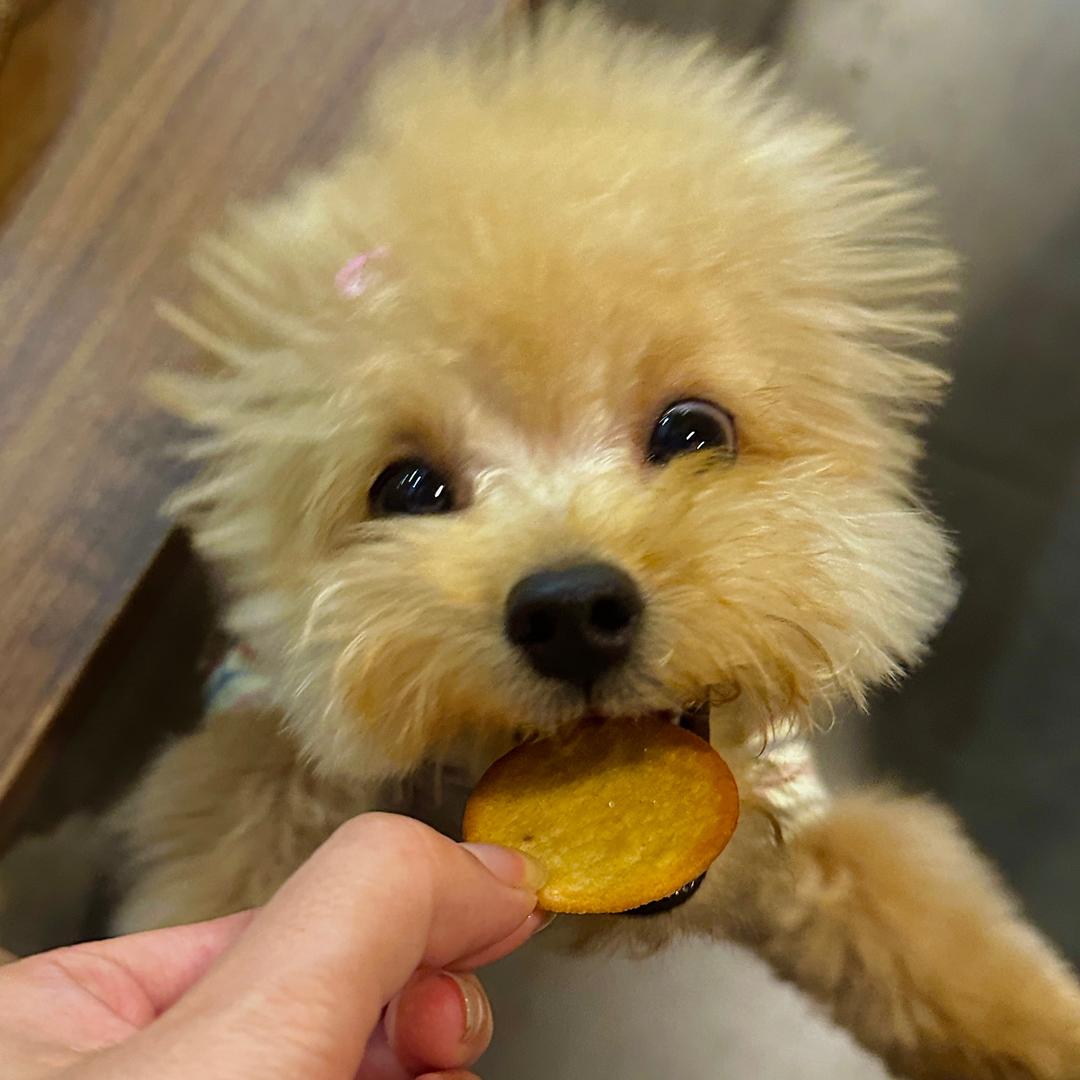 饭饭带你玩