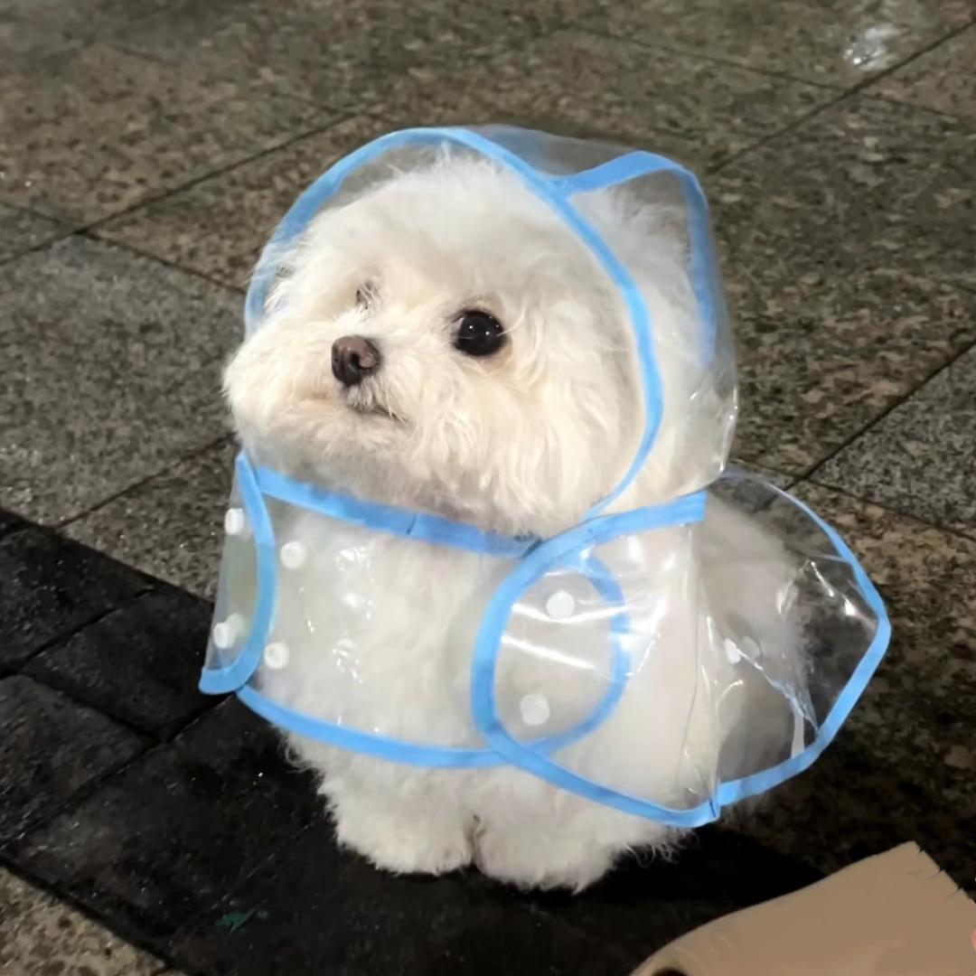 蕊蕊子.