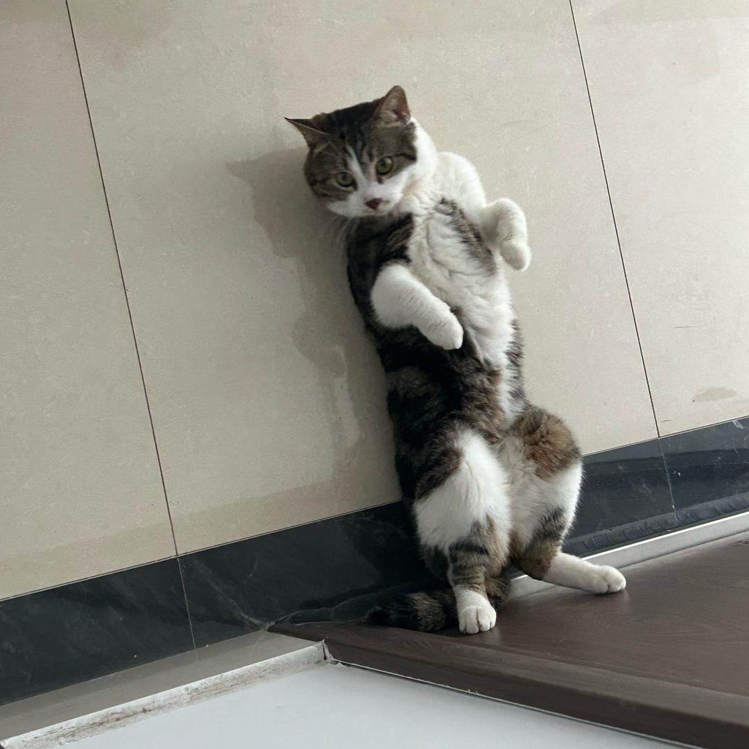 风震天