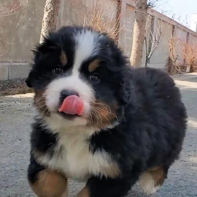 Czi