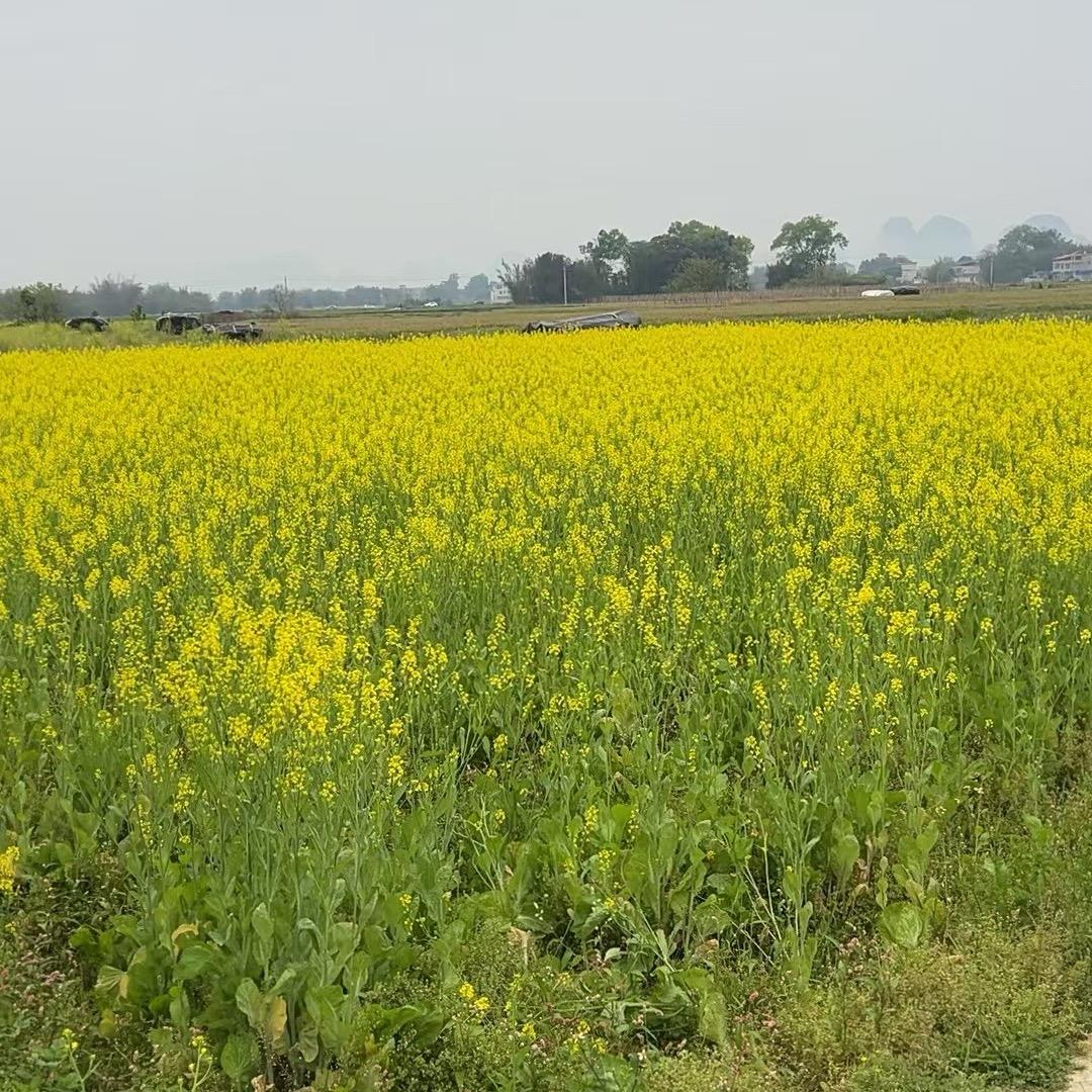 罗城乖乖宠物33