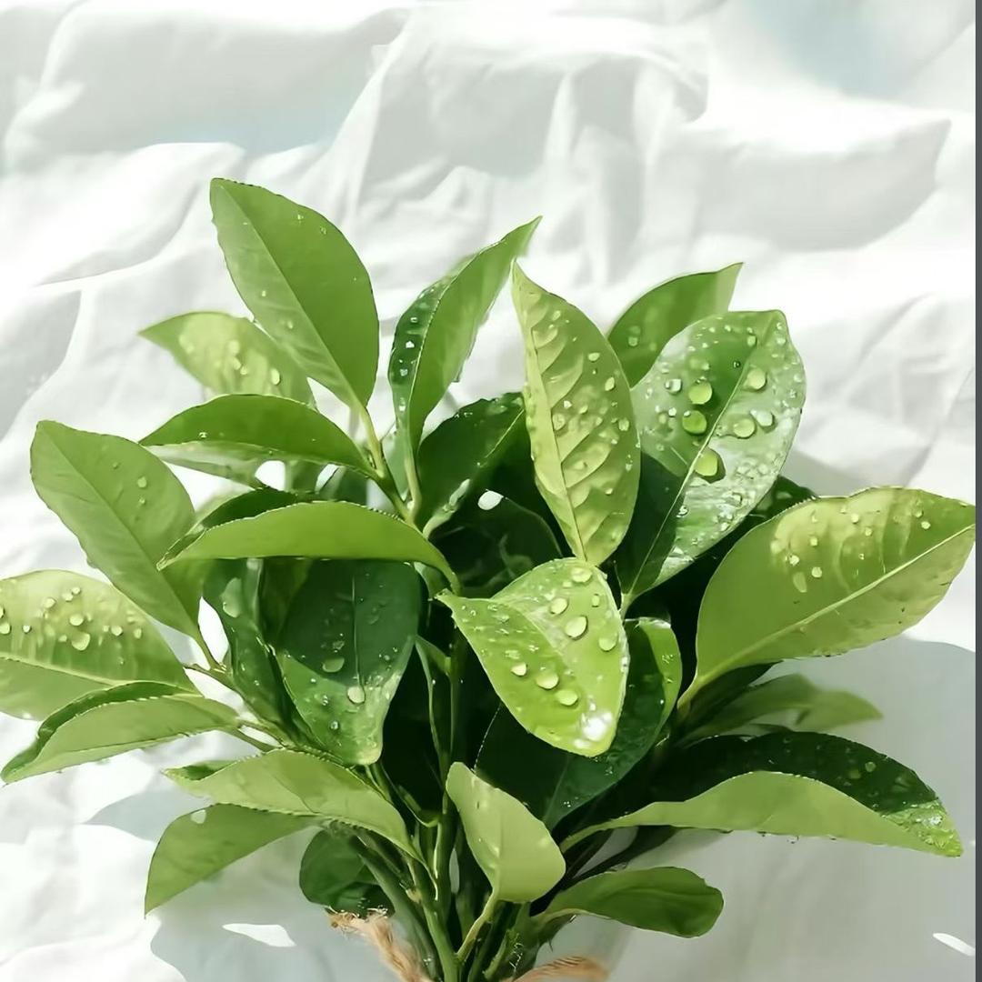 江小白