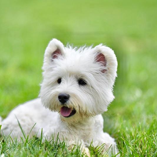 元气西高地小栈