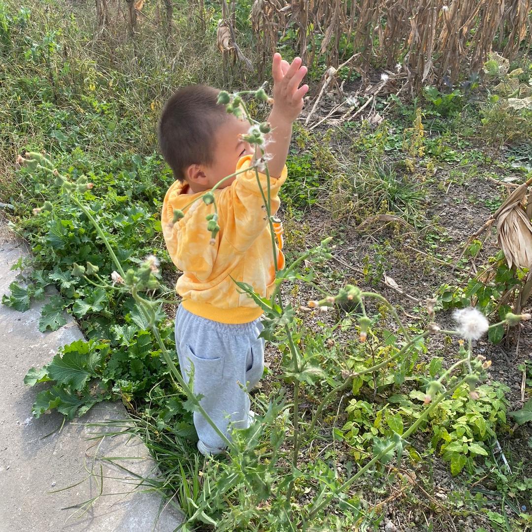 会飞的小小猪…