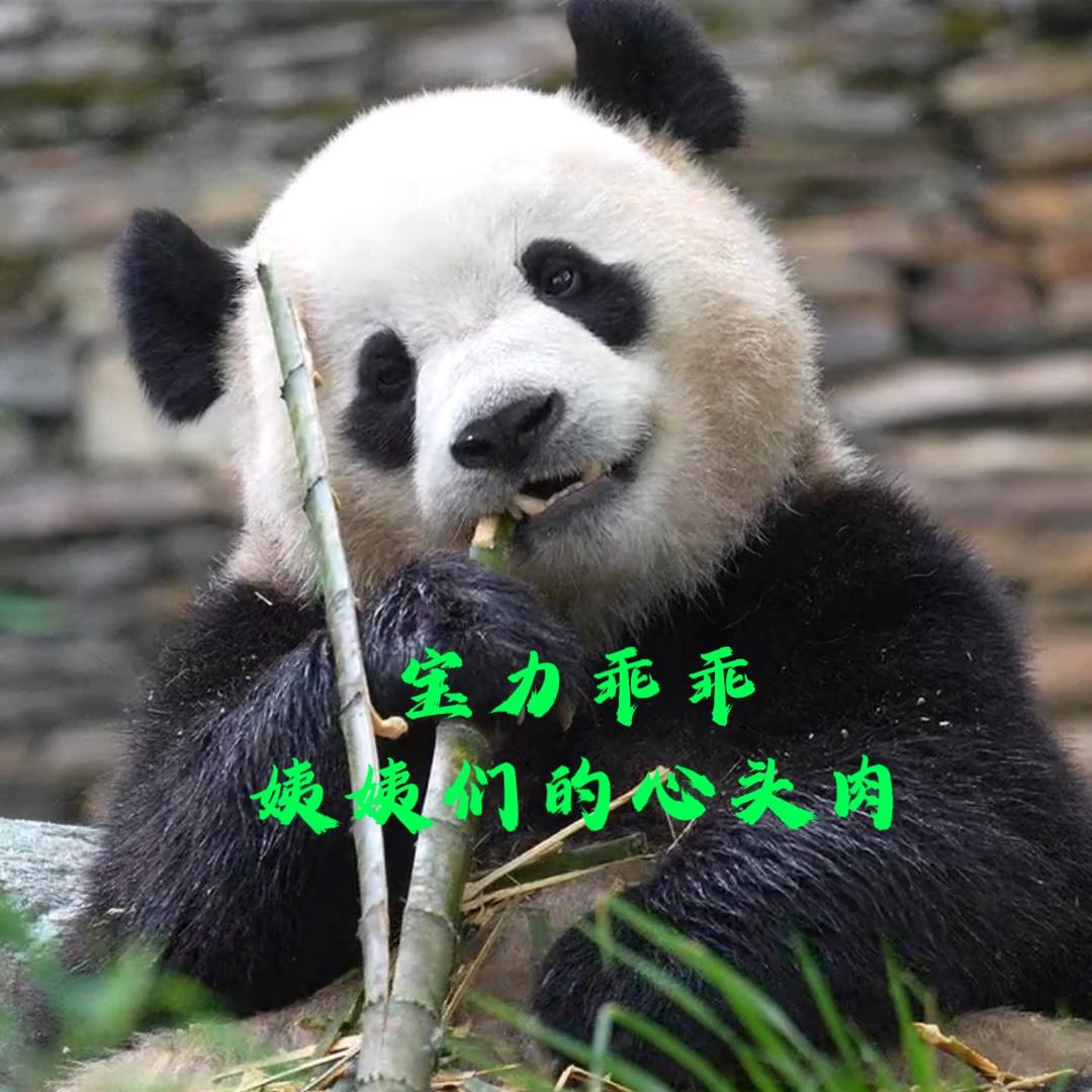 熊猫驾到