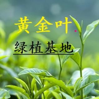黄金叶·绿植基地