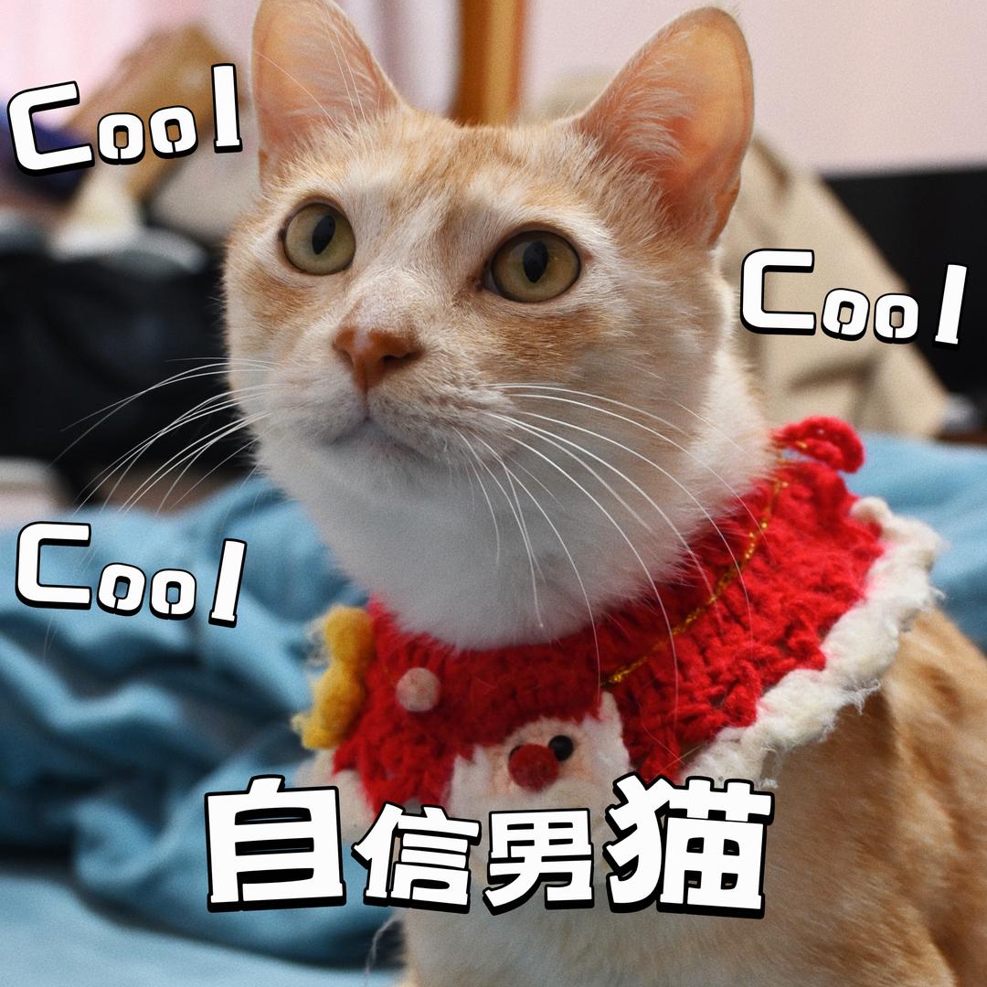 一只小猪咪