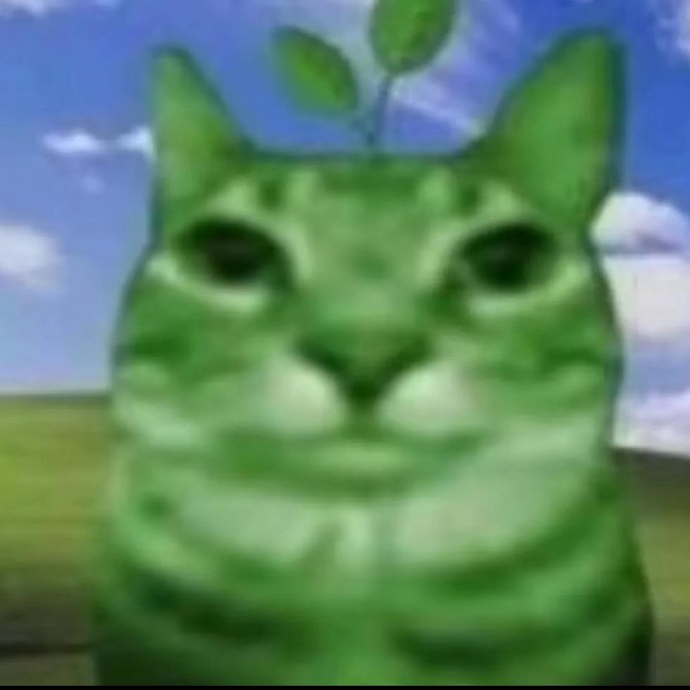 猫味女加油