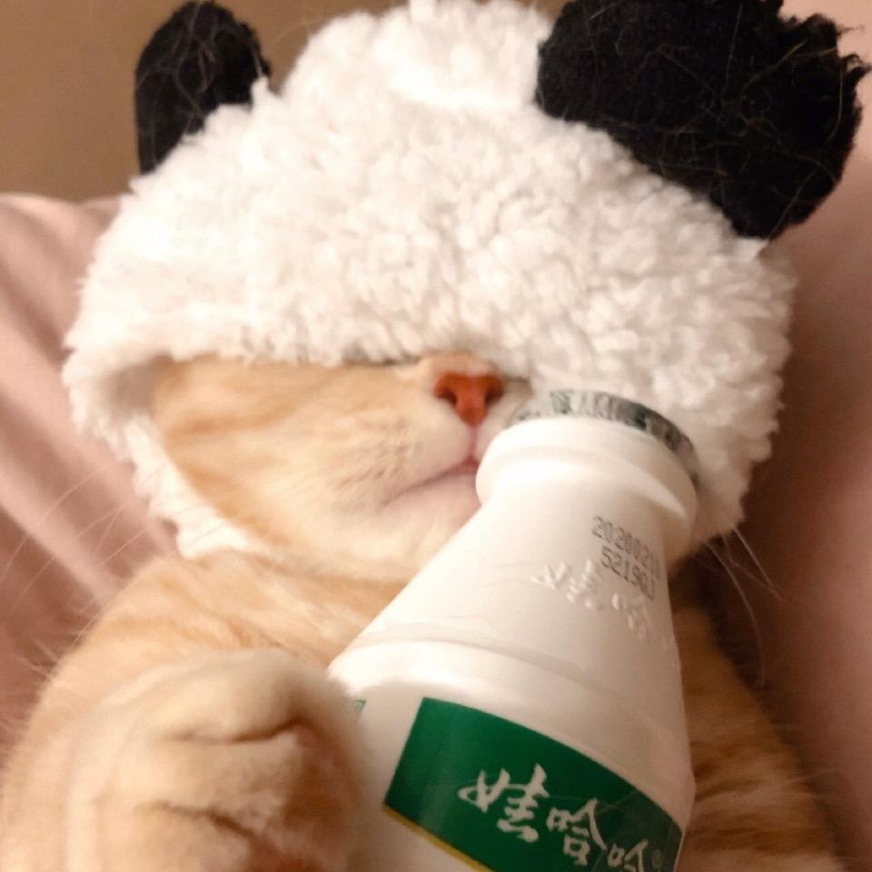 菩提小白羊