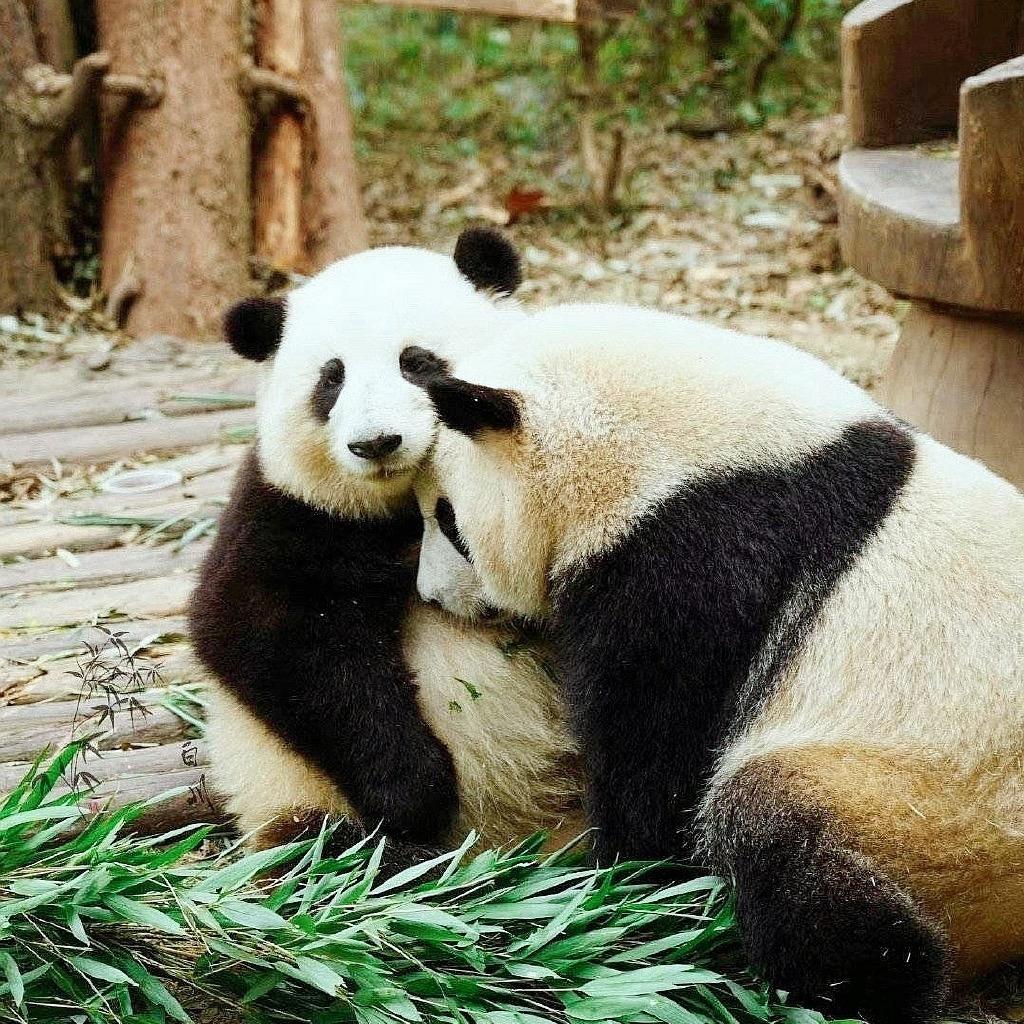 小柒爱滚滚
