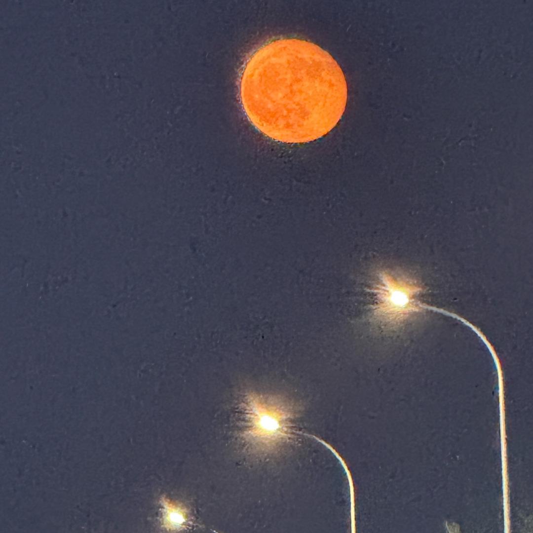 路灯下的玫瑰