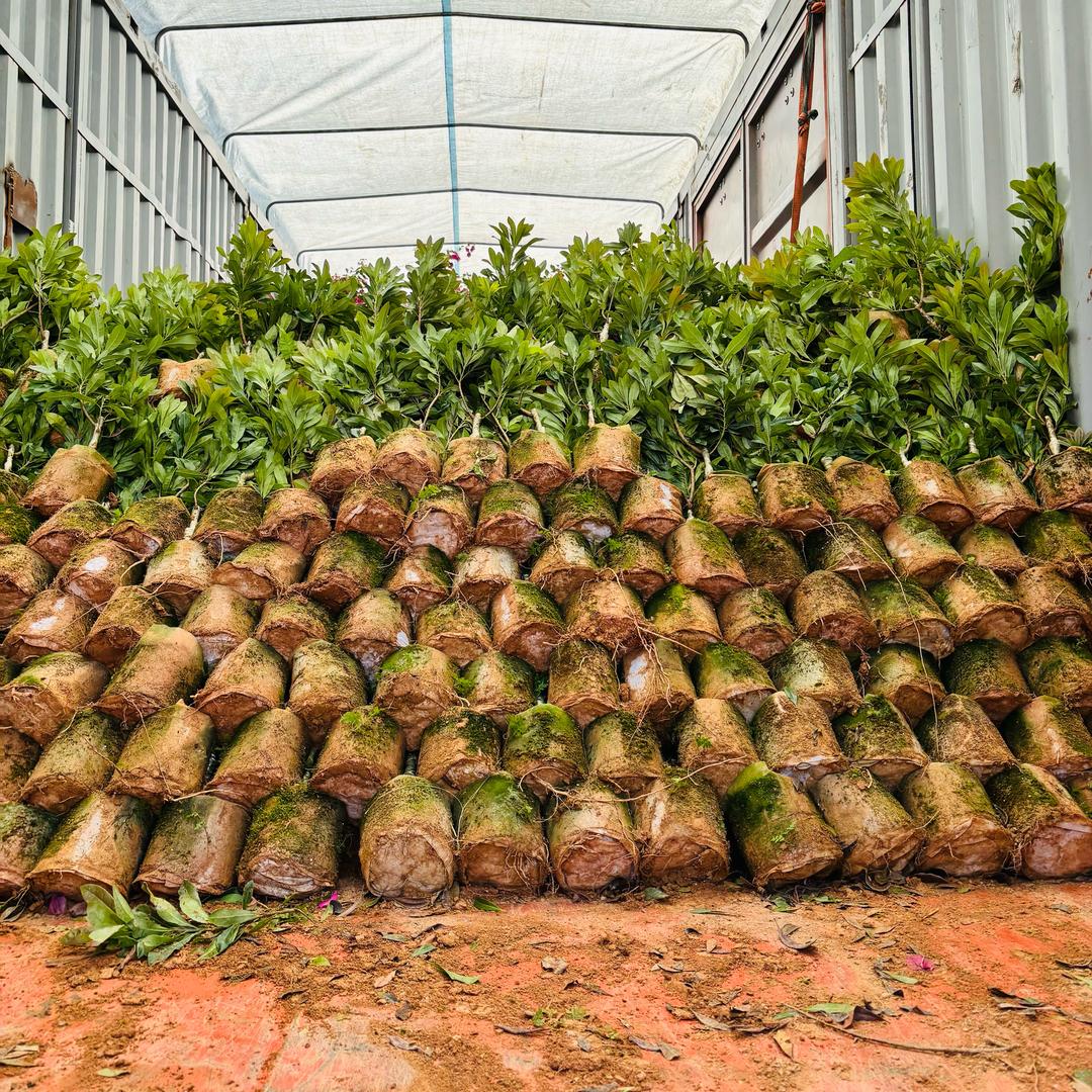 时茂丽名果树苗木专卖店