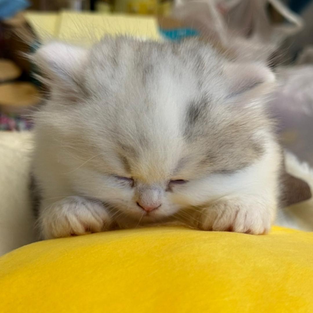 挖ni脑花