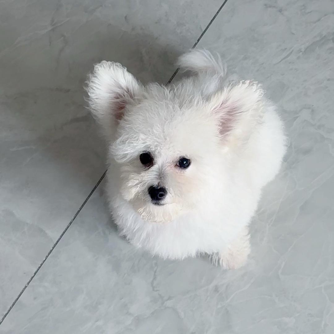 粉红梦境的少女