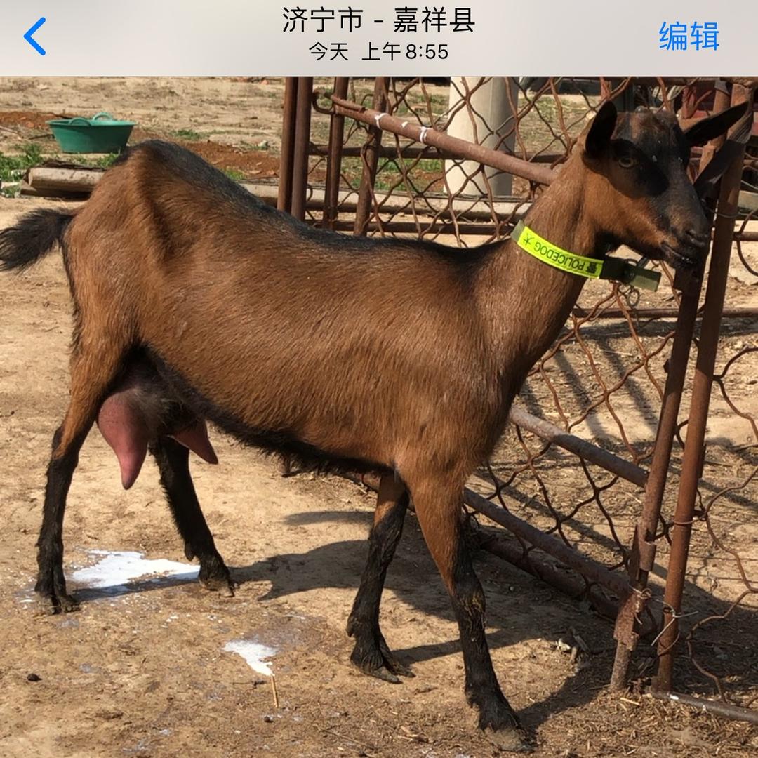红鹿奶山羊养殖场