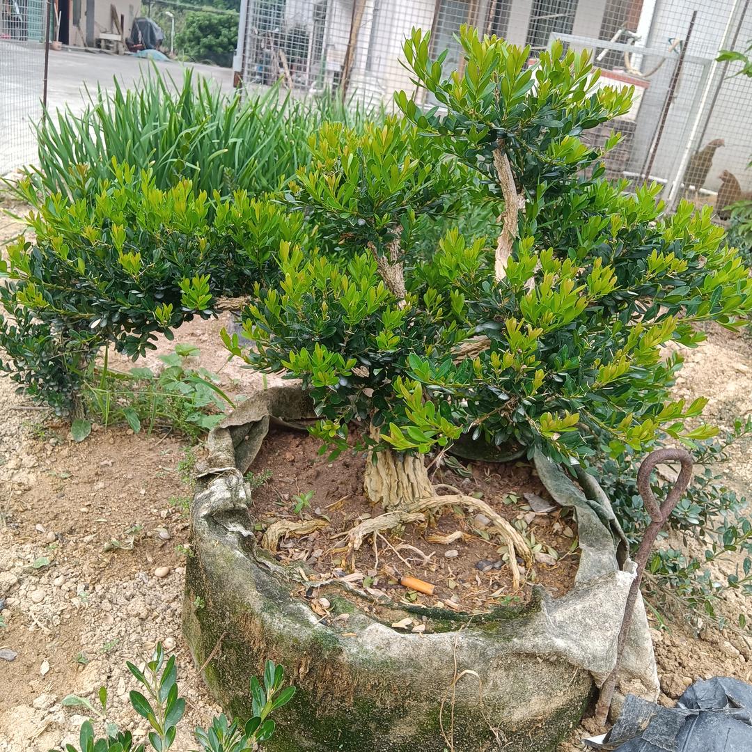 良景花卉