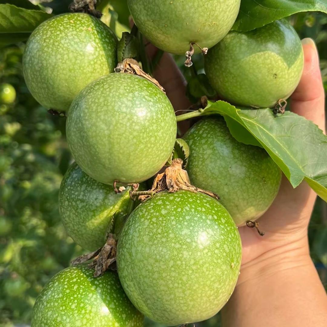 钦朗农业  百香果苗批发